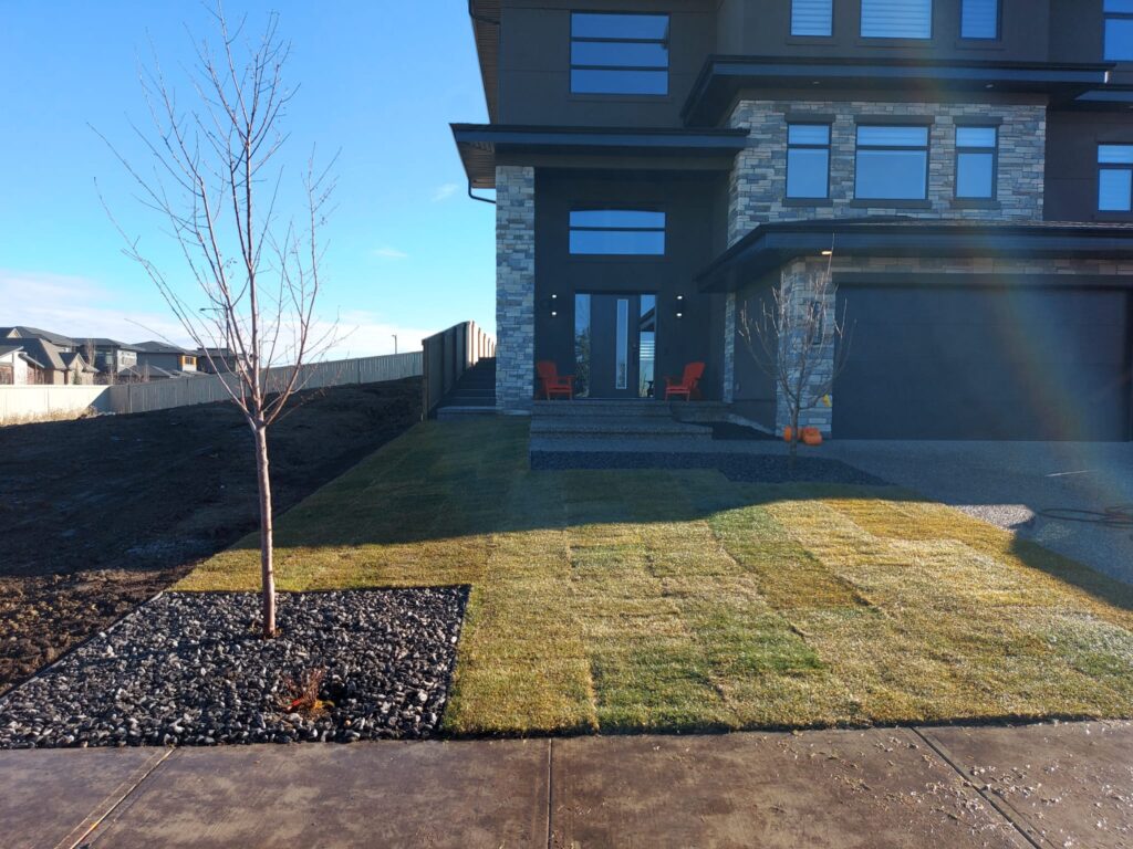 Freshly installed lawn and trees