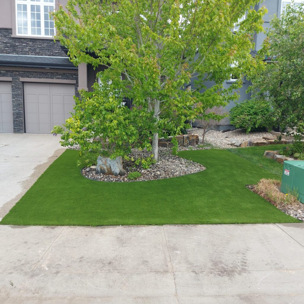 New tree in landscaped lawn